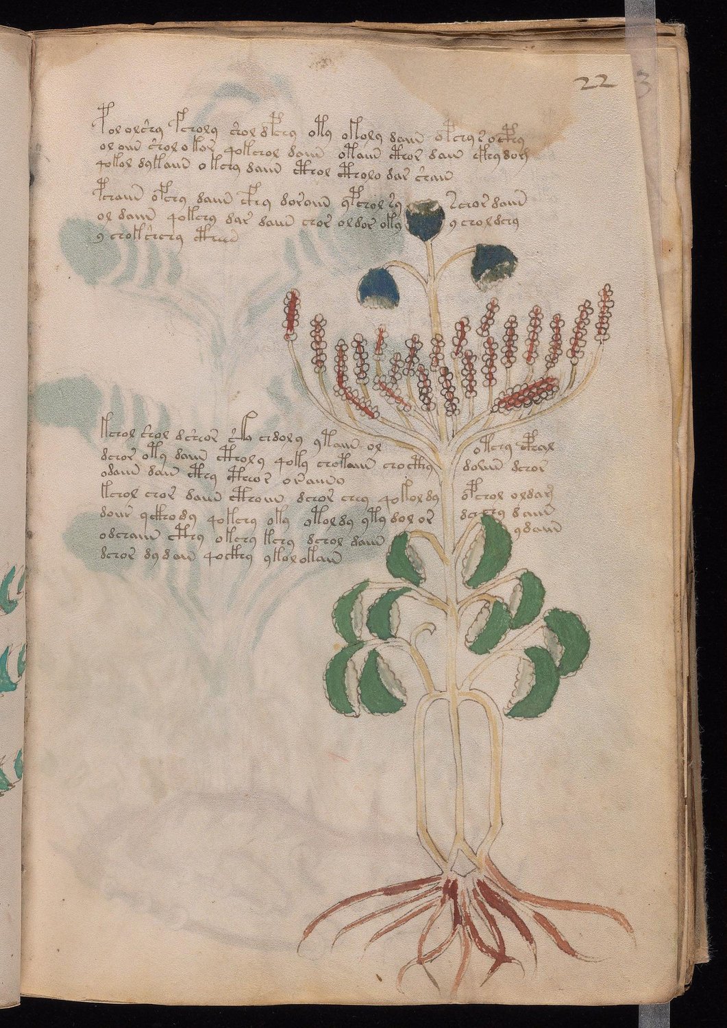 Herbal Page 41